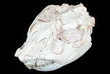 Beautiful, Oreodont (Leptauchenia) Skull #77820-5